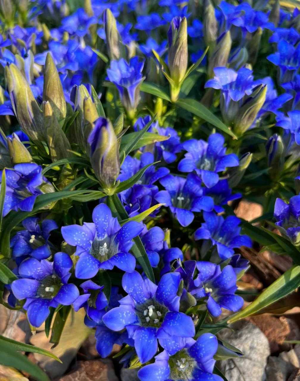 龙胆花[鲜花]  狸花猫