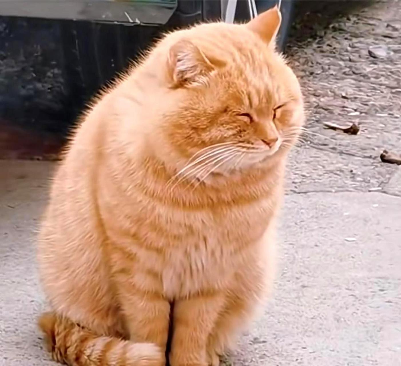 这只大橘猫长相非常迷人,让我非常想要把它带回家!
