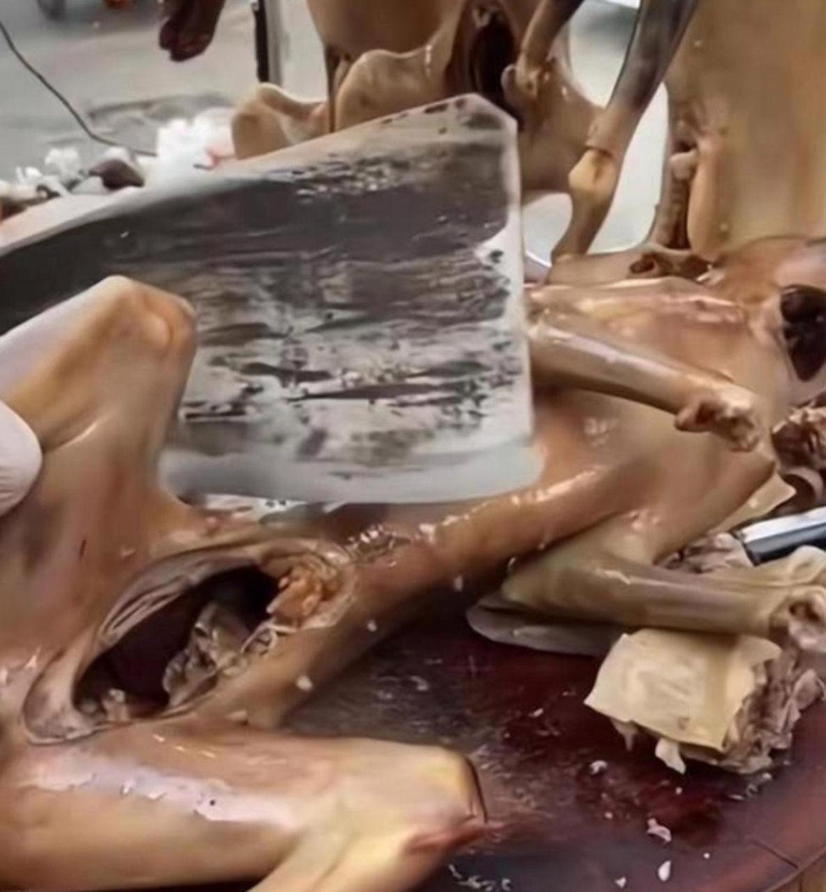 没尝试过的绝对要尝试一下,颠覆你的味蕾的狗肉,极香!