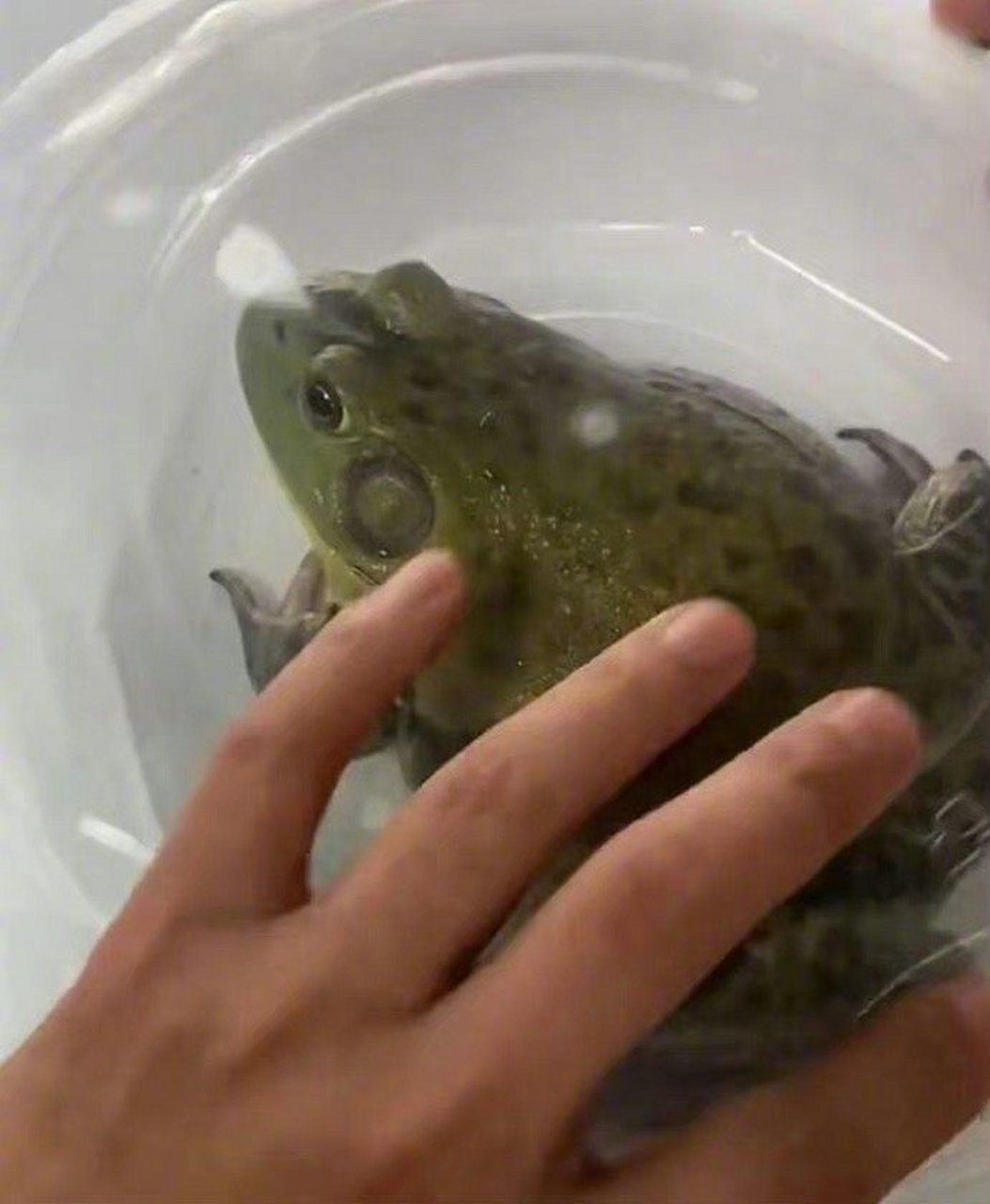 牛蛙:我年龄还小呢 #恶搞搞笑#  #搞笑段子