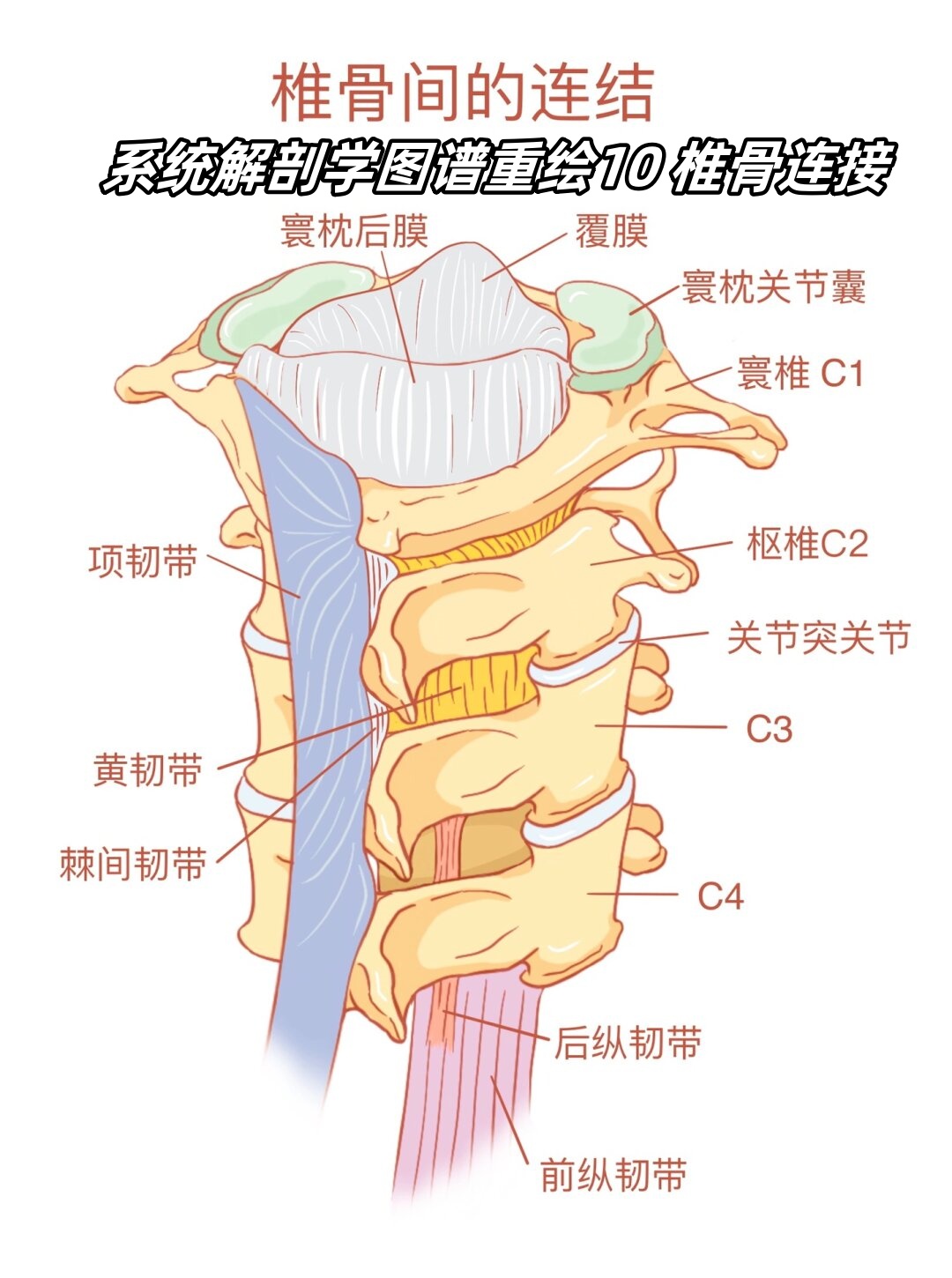 系统解剖学图谱重绘10 椎骨连接  脊柱是由24块椎骨