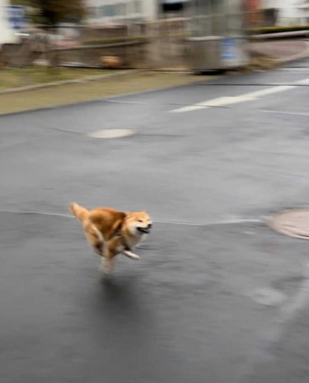 狗子你这是要飞奔回家报喜啊.