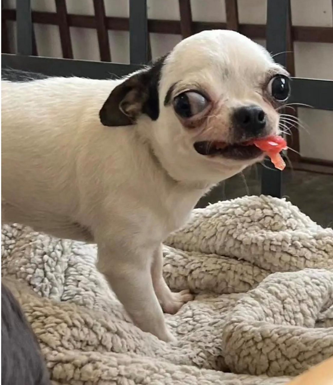 这是什么品种的狗子?好丑,好好笑啊.