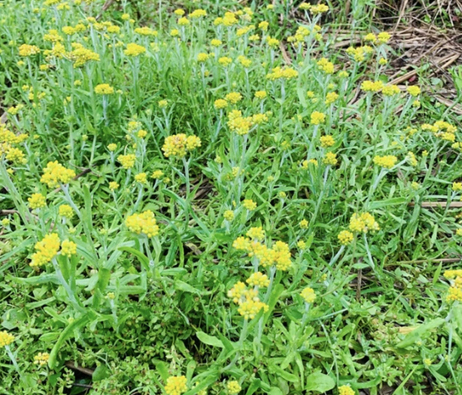 俗称"降压草",村里人基本认识它,现在正当大量采摘的时候,也可以拿来