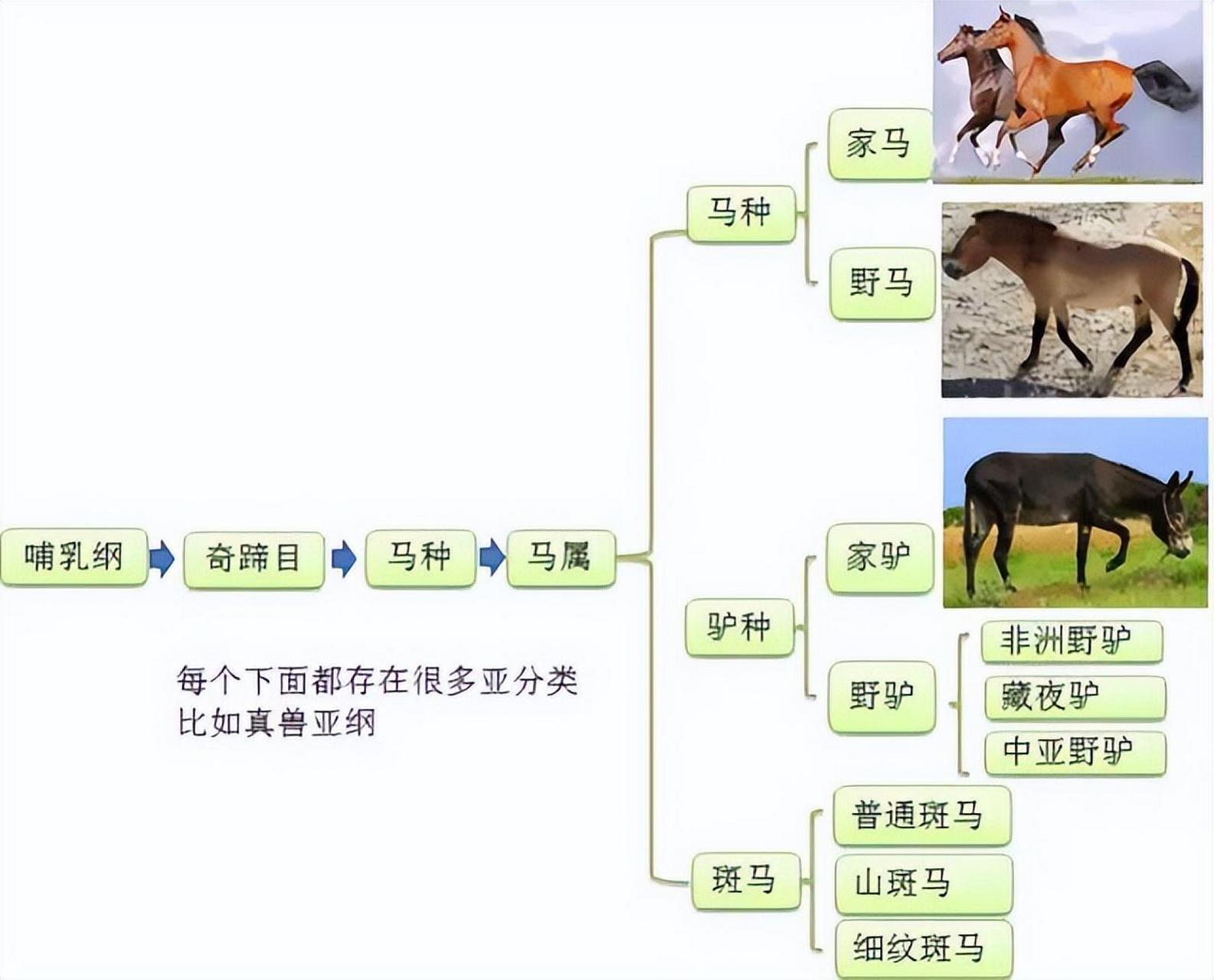 在生物学上分类如下:动物界,脊索动物门,脊椎动物亚门,哺乳纲,奇蹄目
