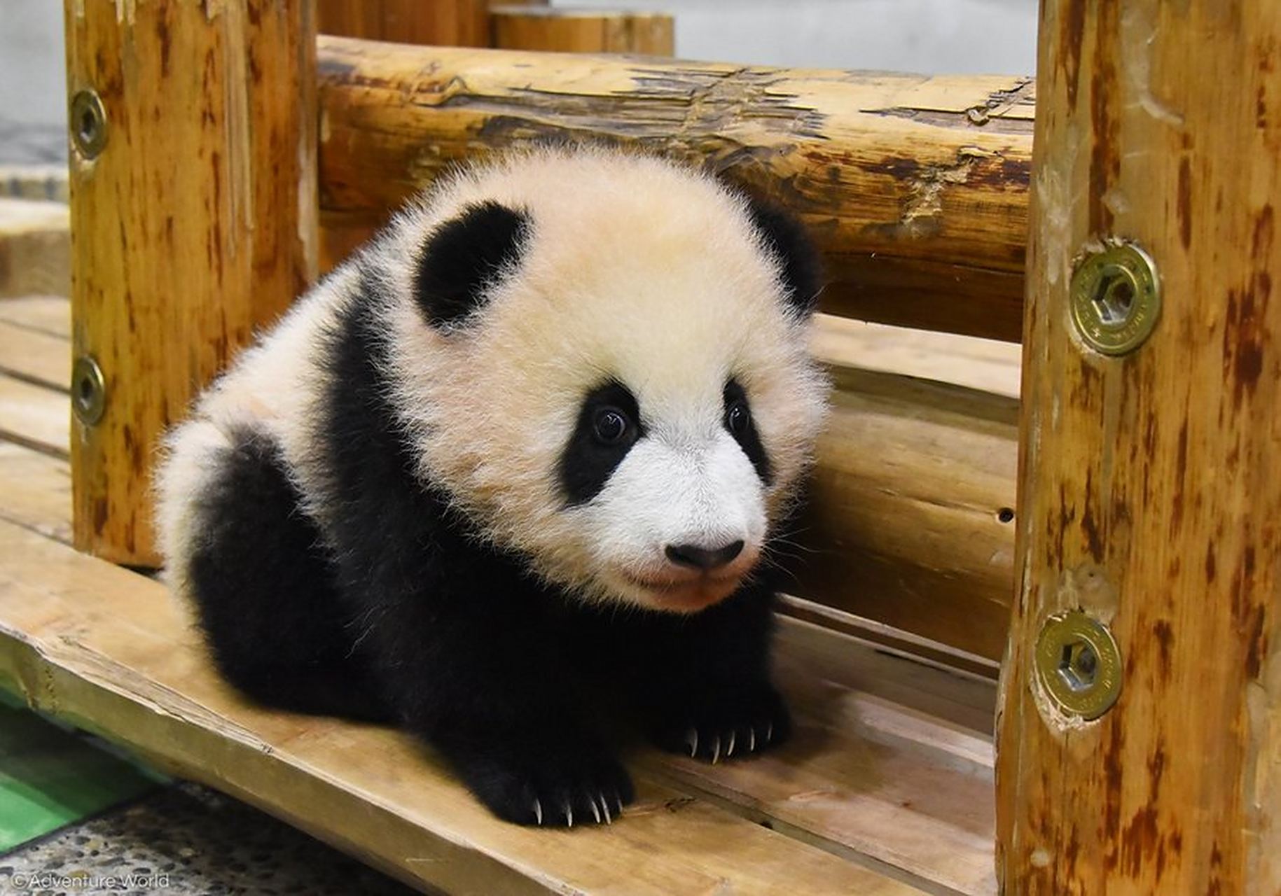 彩浜: 2018年8月14日出生 日本和歌山  白浜野生动物园;千金,今年5岁.