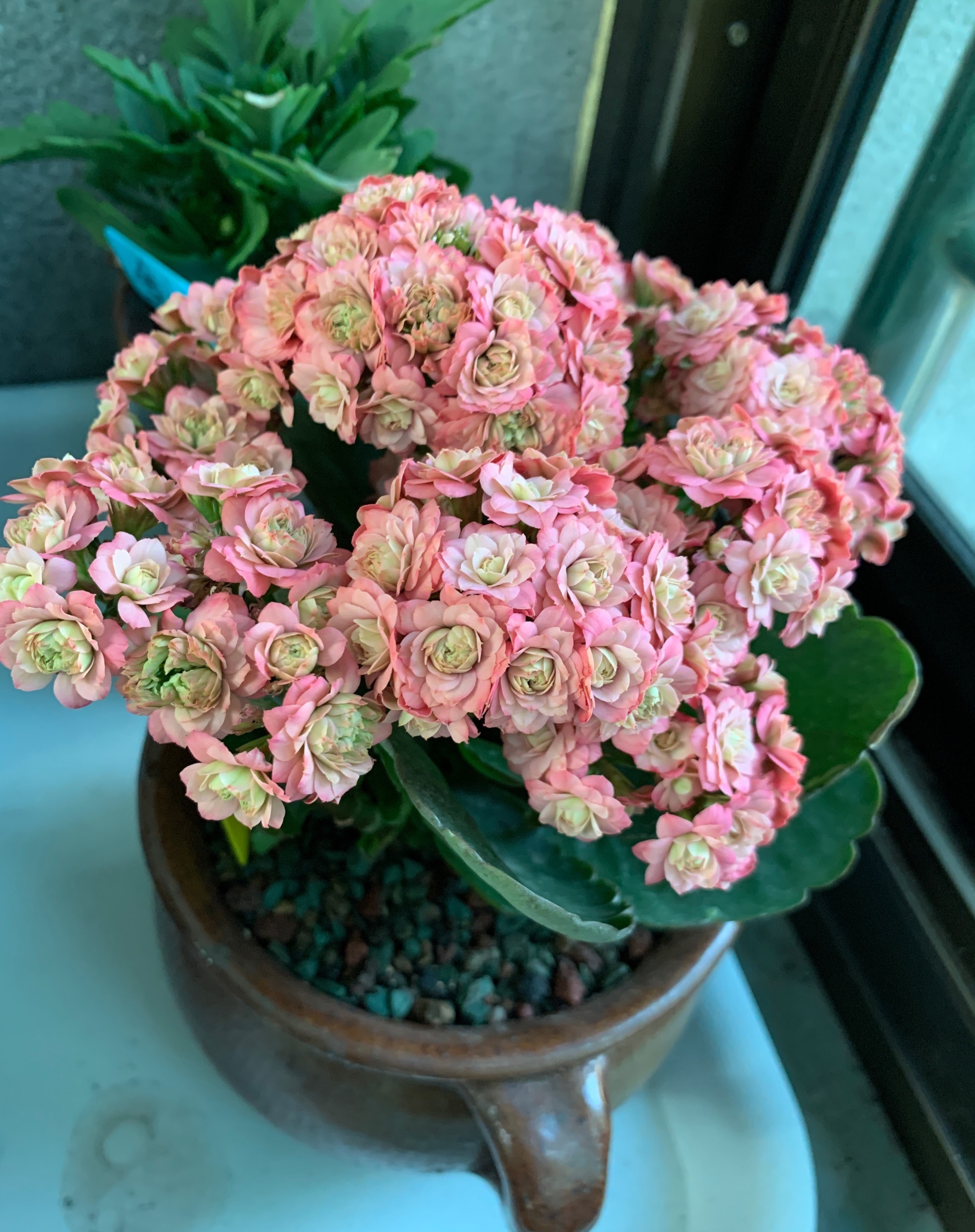 名叫"豆沙皇后",植株低矮紧凑,高只有20厘米左右,分长寿花皇后盆载花