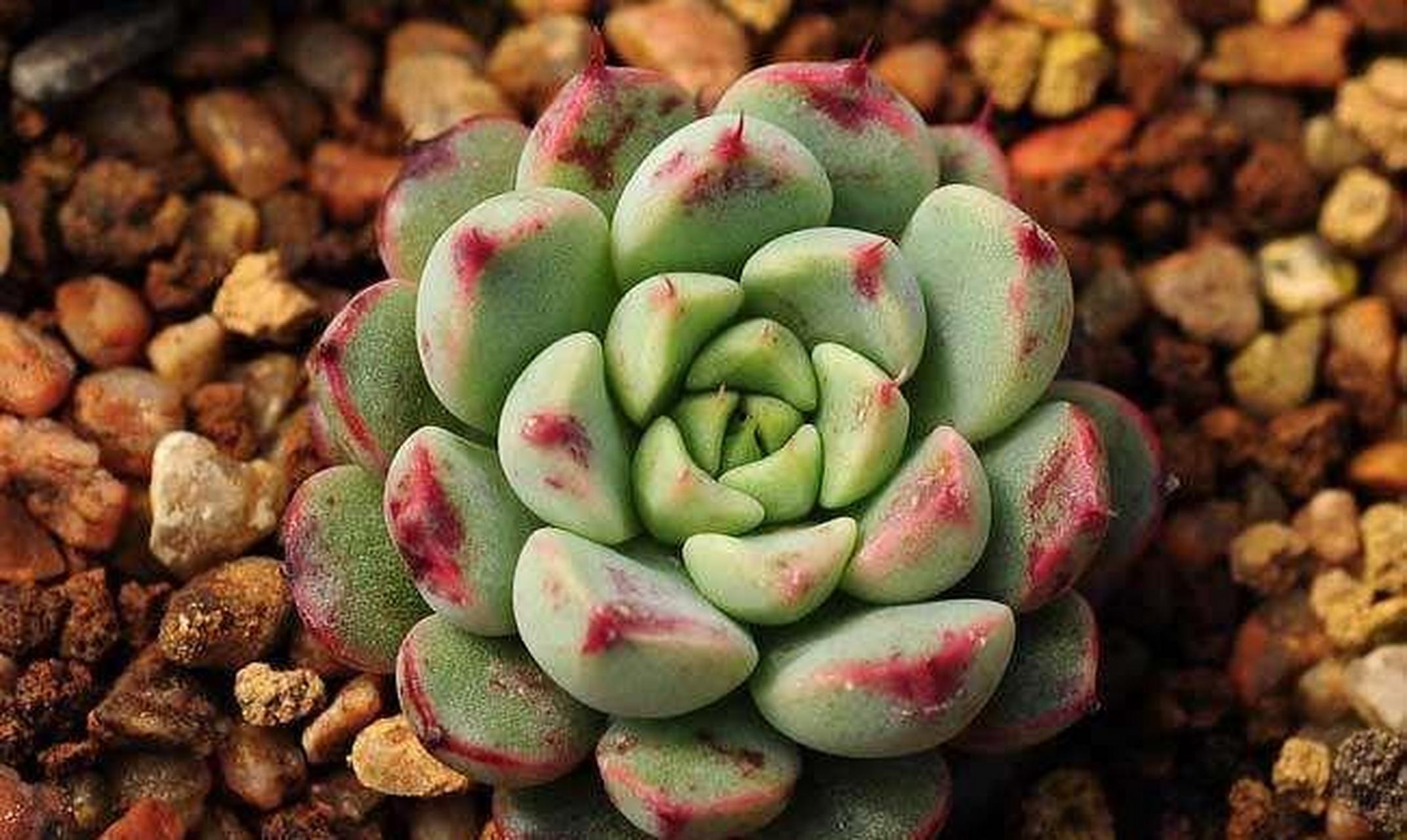 种植多肉植物,首先需要了解它的生长特点,然后再精心的养护才能促进