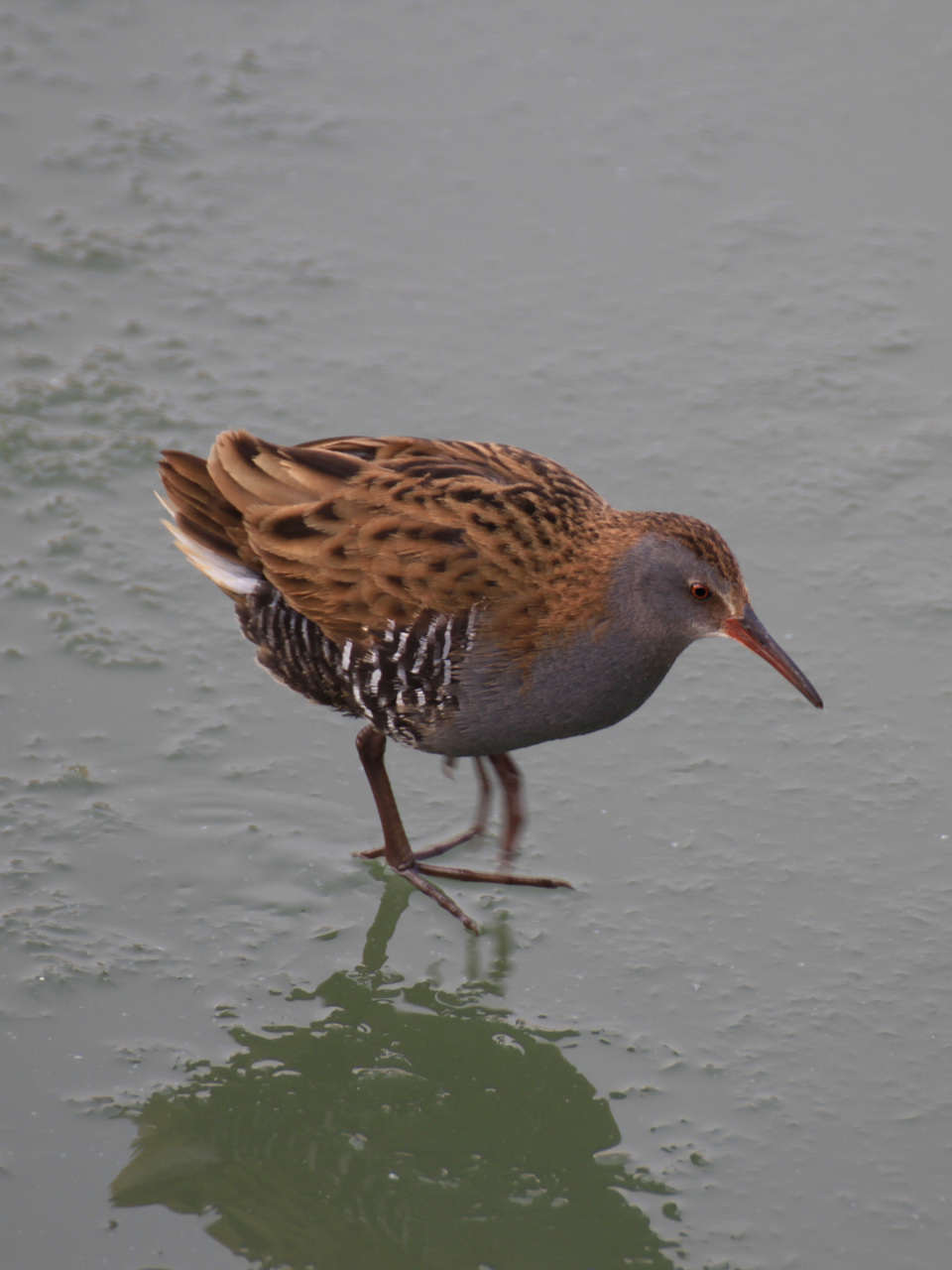 秧鸡,国家三有保护动物.