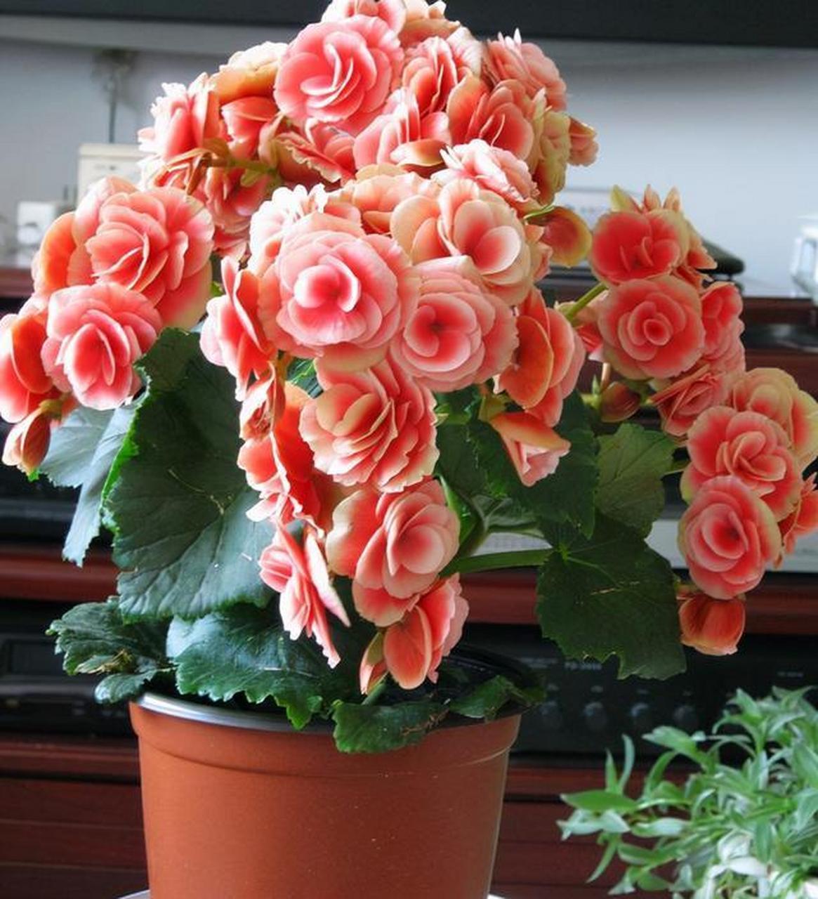 丽格海棠花量大,一簇簇堆一起,花开不见叶 [樱花]丽格海棠属于多年生