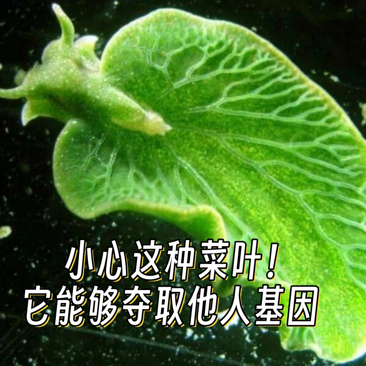 它能够夺取他人基因  看到一种长得像菜叶的动物——绿叶海蛞蝓,它有