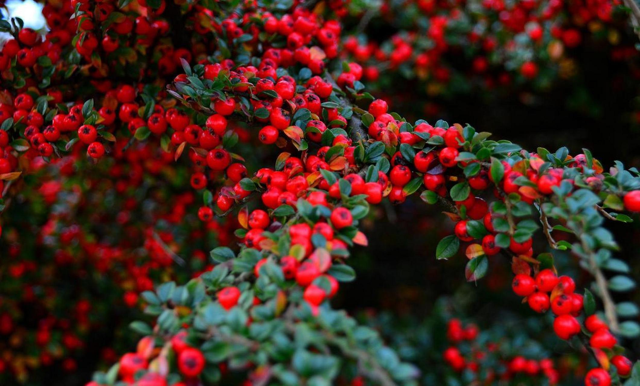 平枝栒子是蔷薇科栒子属的半常绿匍匐灌木[星星]在公园里尤为常见