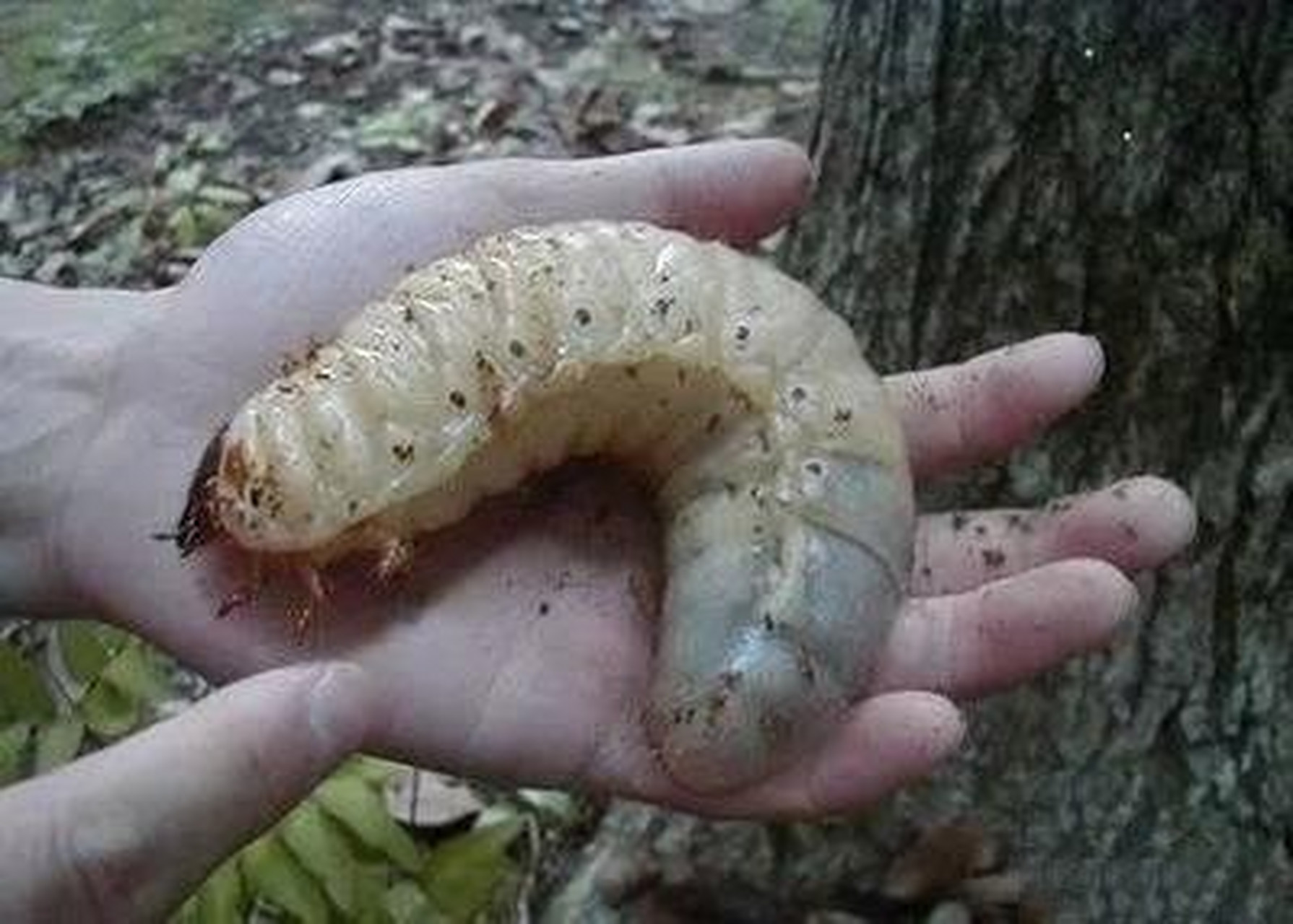 小地老虎幼虫口器图片