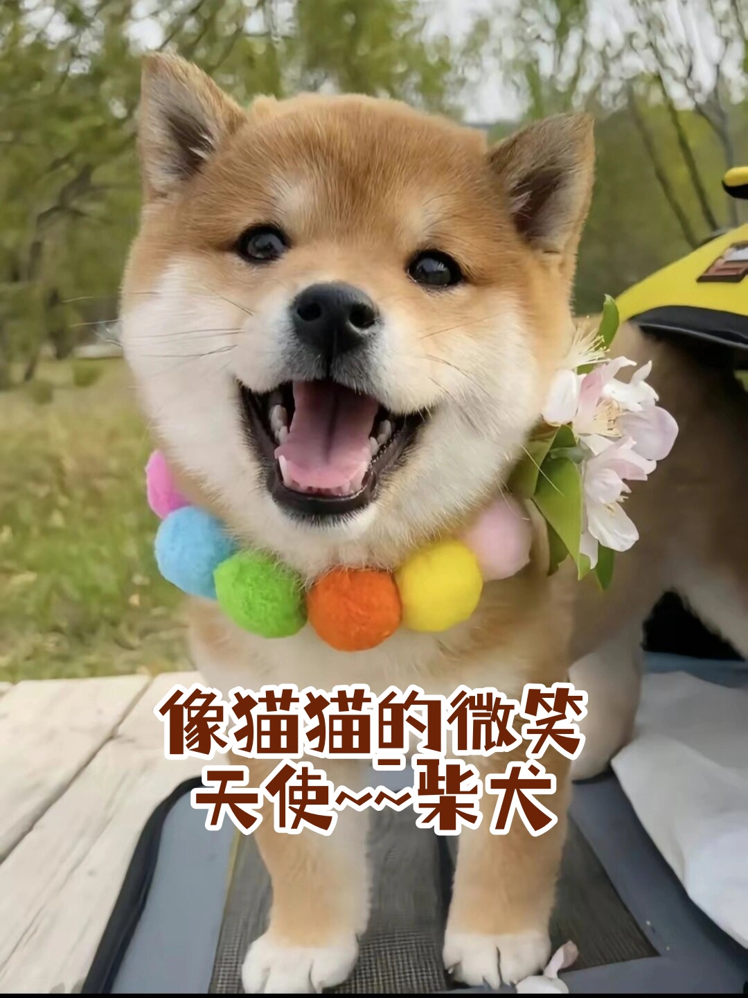 像猫猫的微笑天使~~柴犬  柴犬在犬类中享有崇高的地位,深受广大人群