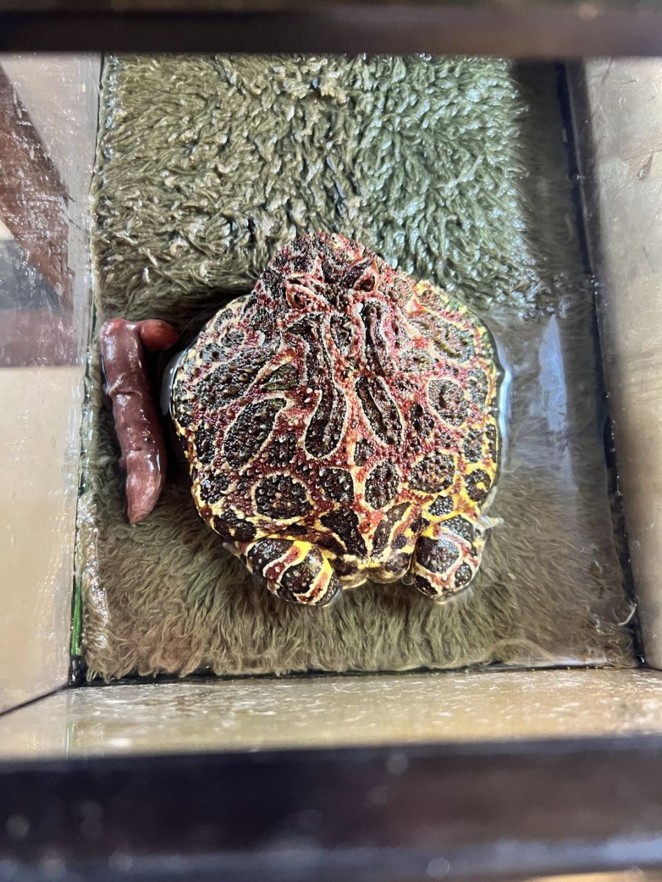 原来青蛙的便便是这样的