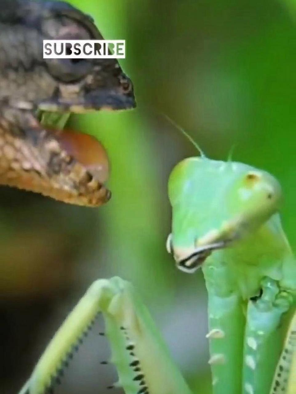 你敢相信吗?变色龙捕食螳螂,反被制服