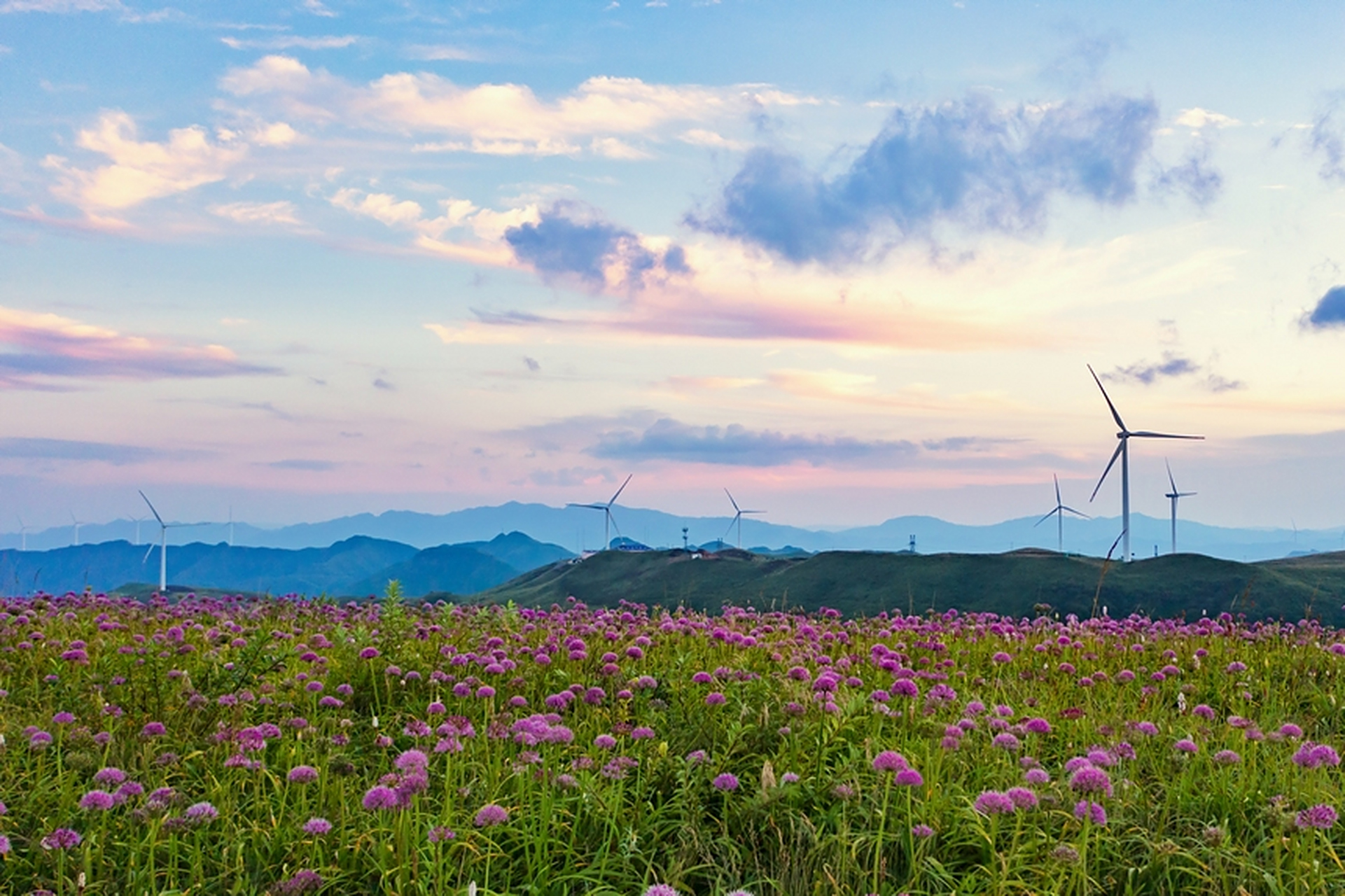 【贵州赫章:万亩韭菜花竞相绽放】近日,贵州省毕节市赫章县韭菜坪景区