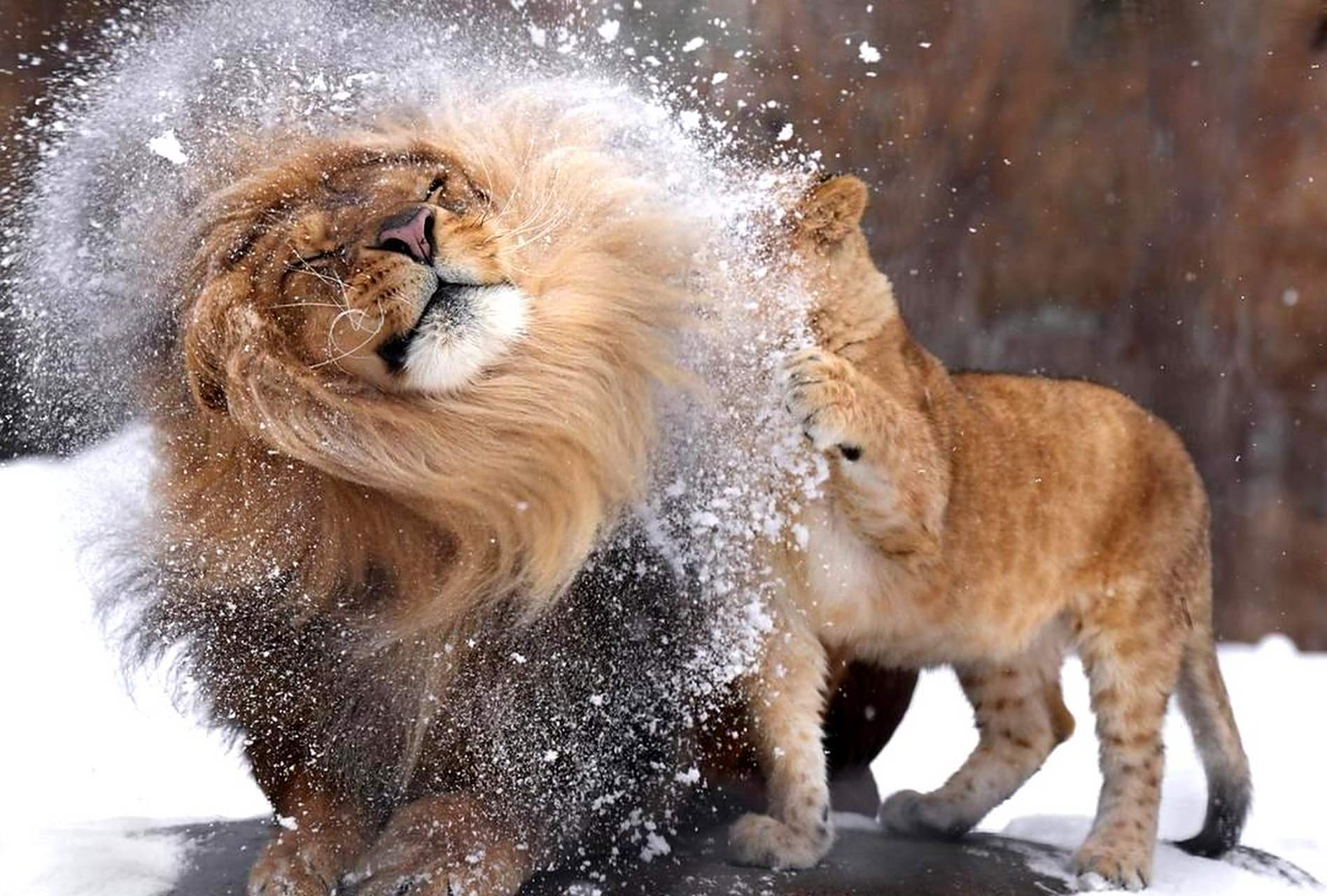 这只狮子的毛发非常顺滑,但它旁边的小狮子却很可怜.