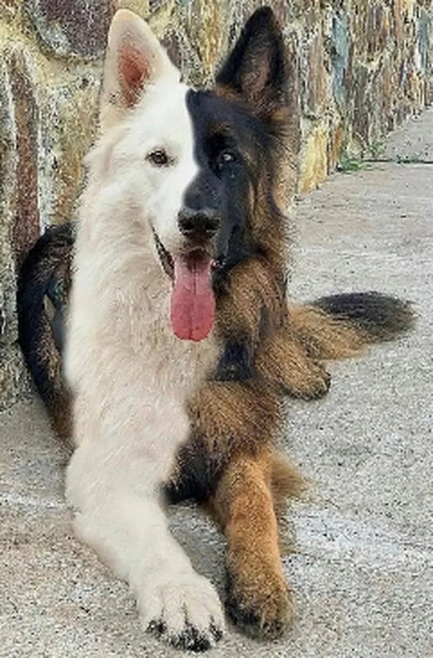 好帅的德牧,黑白分明.