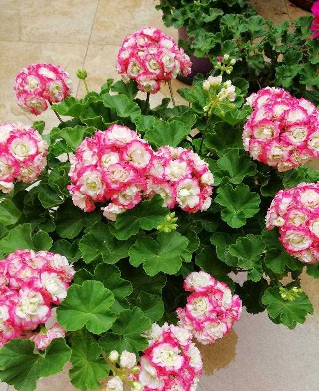 有种天竺葵,名叫"苹果碗",也叫日碗,花朵长得像玫瑰花,红白色相间