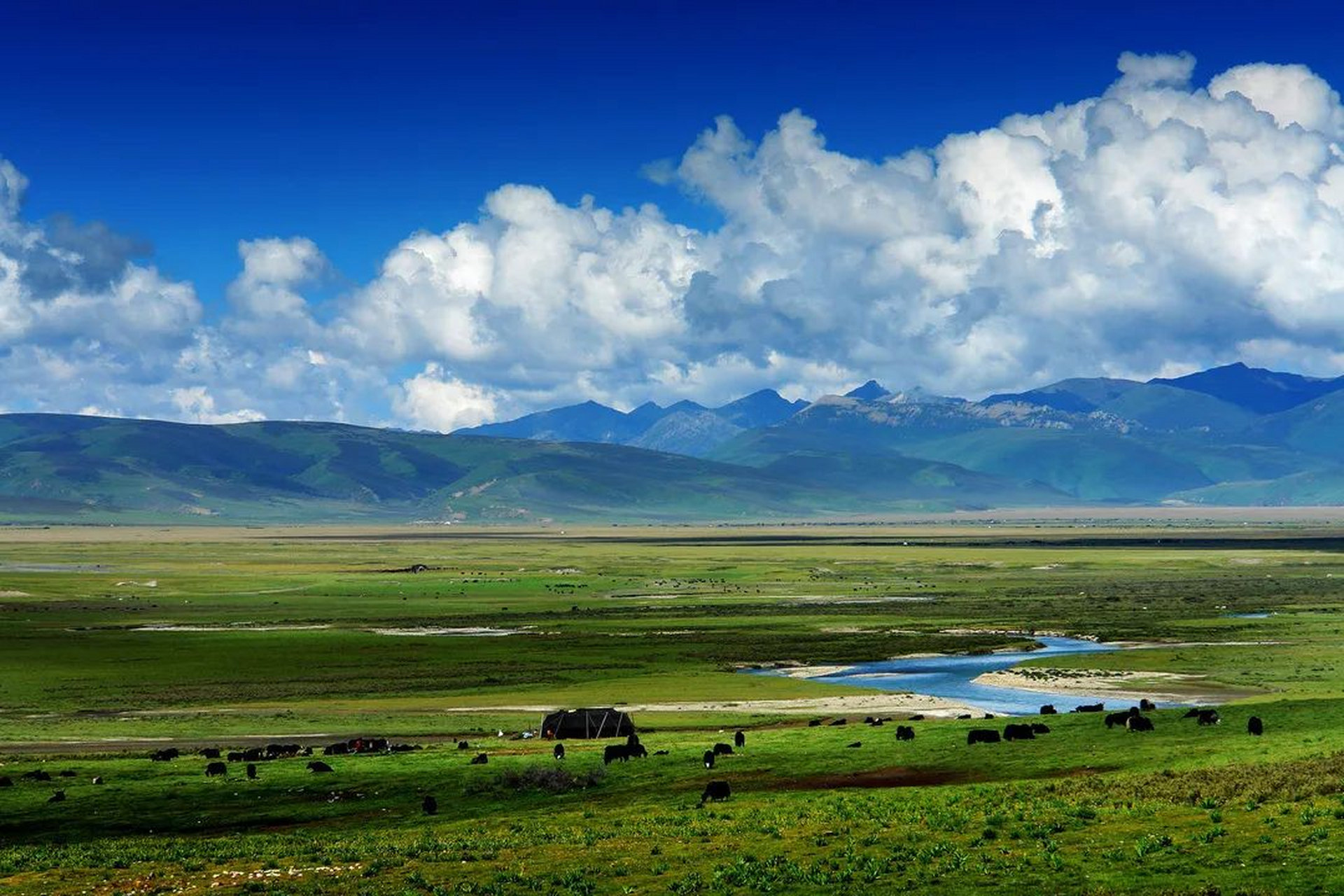 毛垭大草原:这里是川藏线上的一个免费花海,站在午后的草原上,仿佛