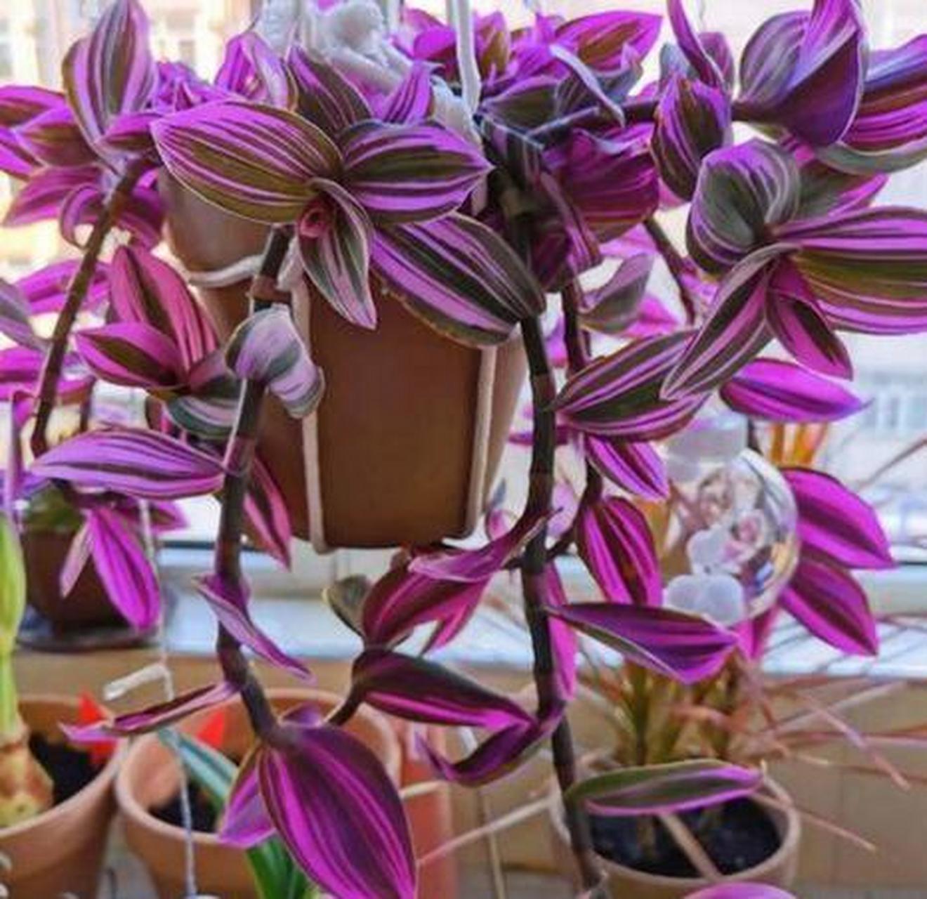 紫吊兰的样子图片