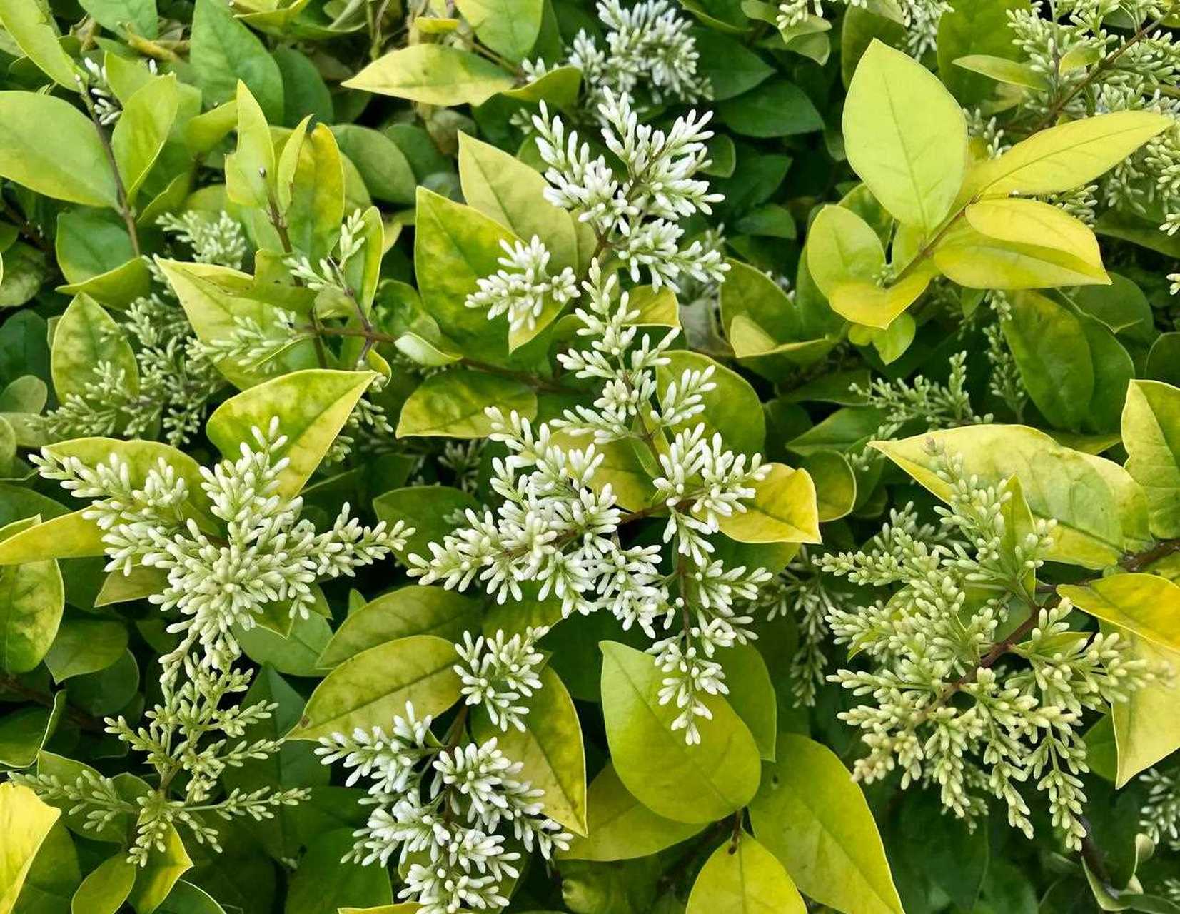 [微笑] 这个开在树丛中的花花,名叫金叶女贞,花瓣有点类似丁香,香味