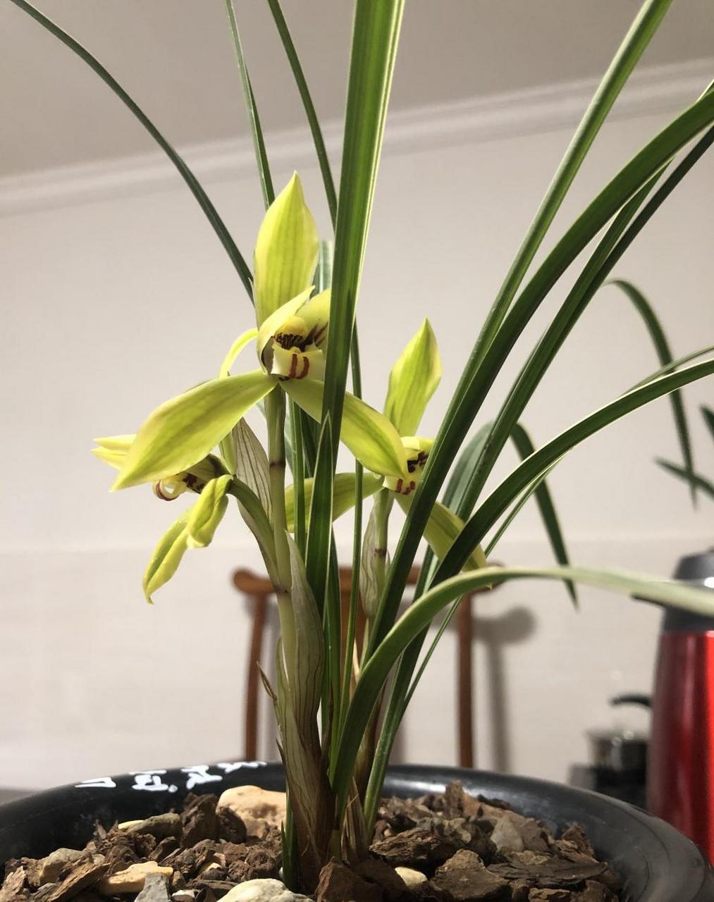 兰花小知识:春兰一杆一花,偶尔双花,叶基细,有叶柄环,叶片边缘锯齿不