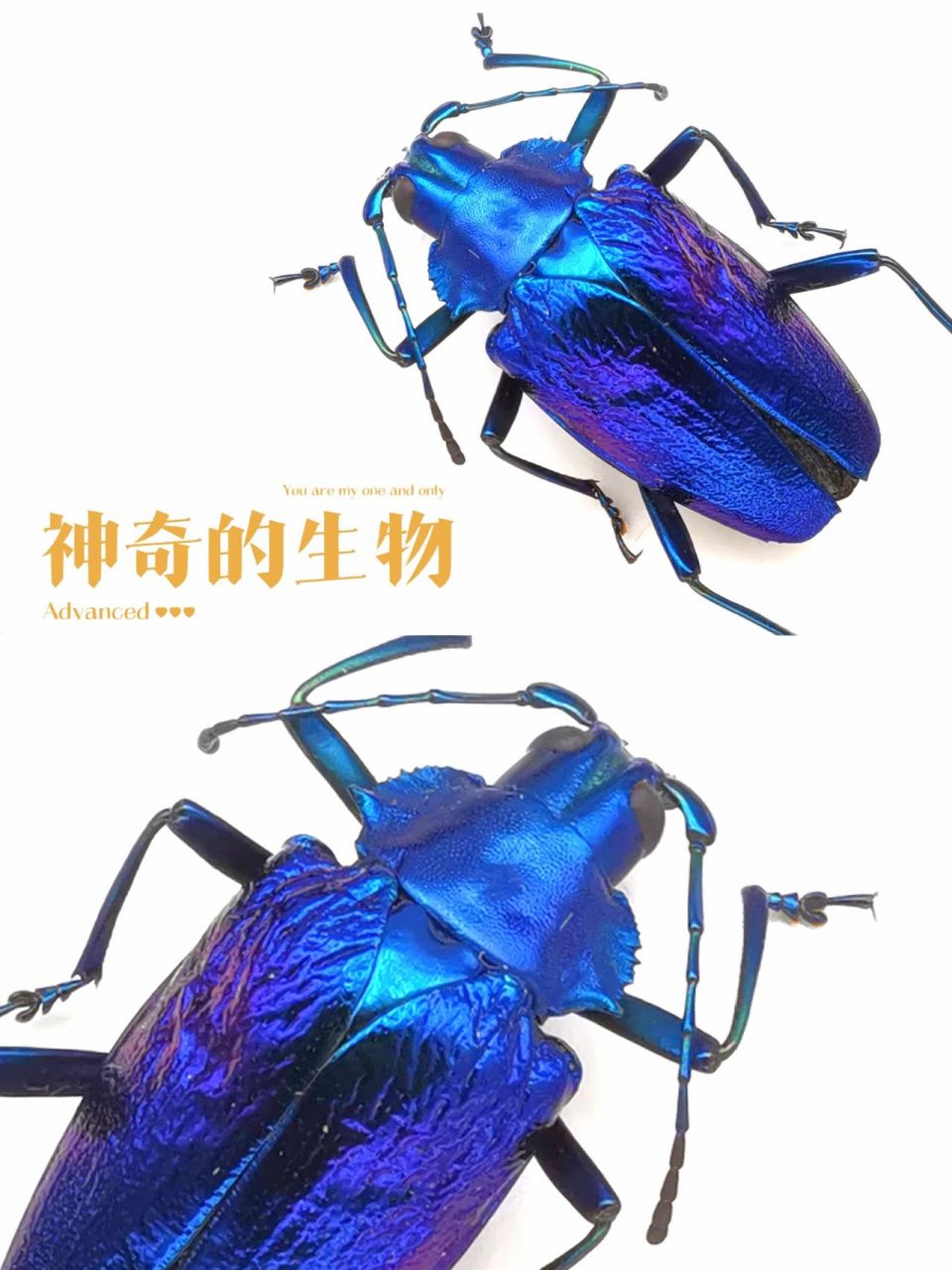 世界-纯度最高的蓝天牛 分享一只我个人收集的蓝色系昆虫.