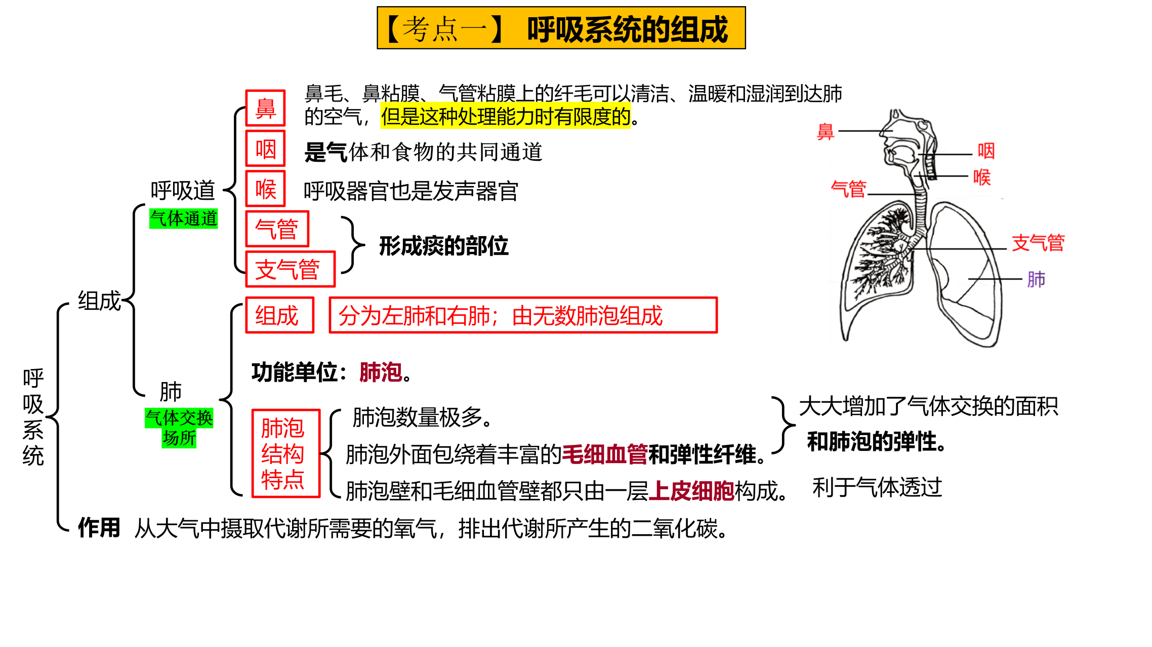 七年级生物下册,知识点整理,第三章《人的呼吸》,因为本章内容在考试
