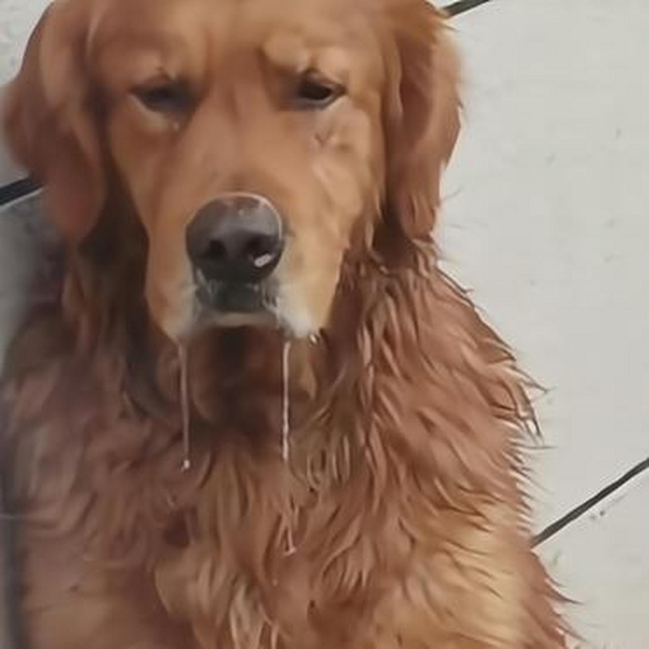 你看给狗子馋的,哈喇子都拉丝了