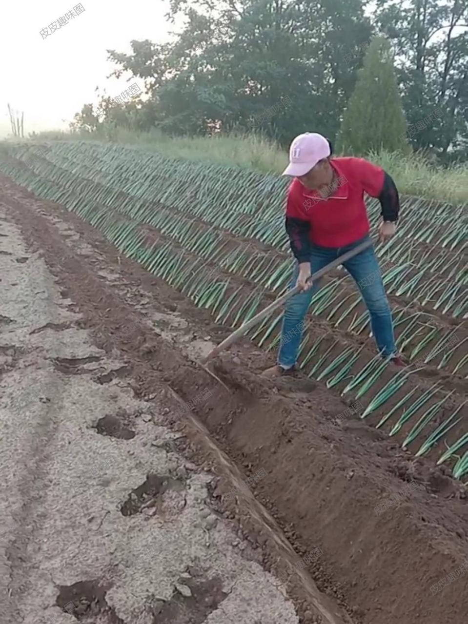 网友:哇,看这葱秧子,栽得真是规整,就像是正规军人一样站着!