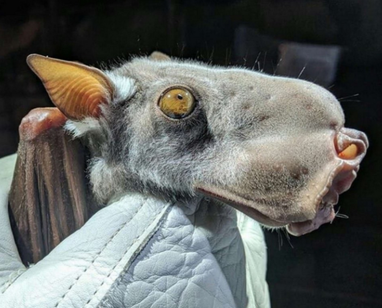 这是被很多国外网友称为最奇葩的动物之一的锤头果蝠,看到它的样子你