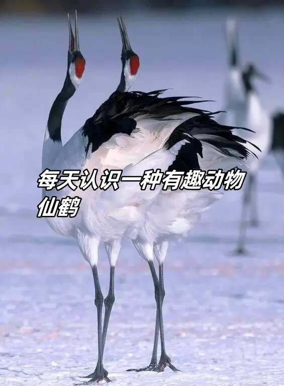 japonensisJAVA，jaPonensisjaVa b d