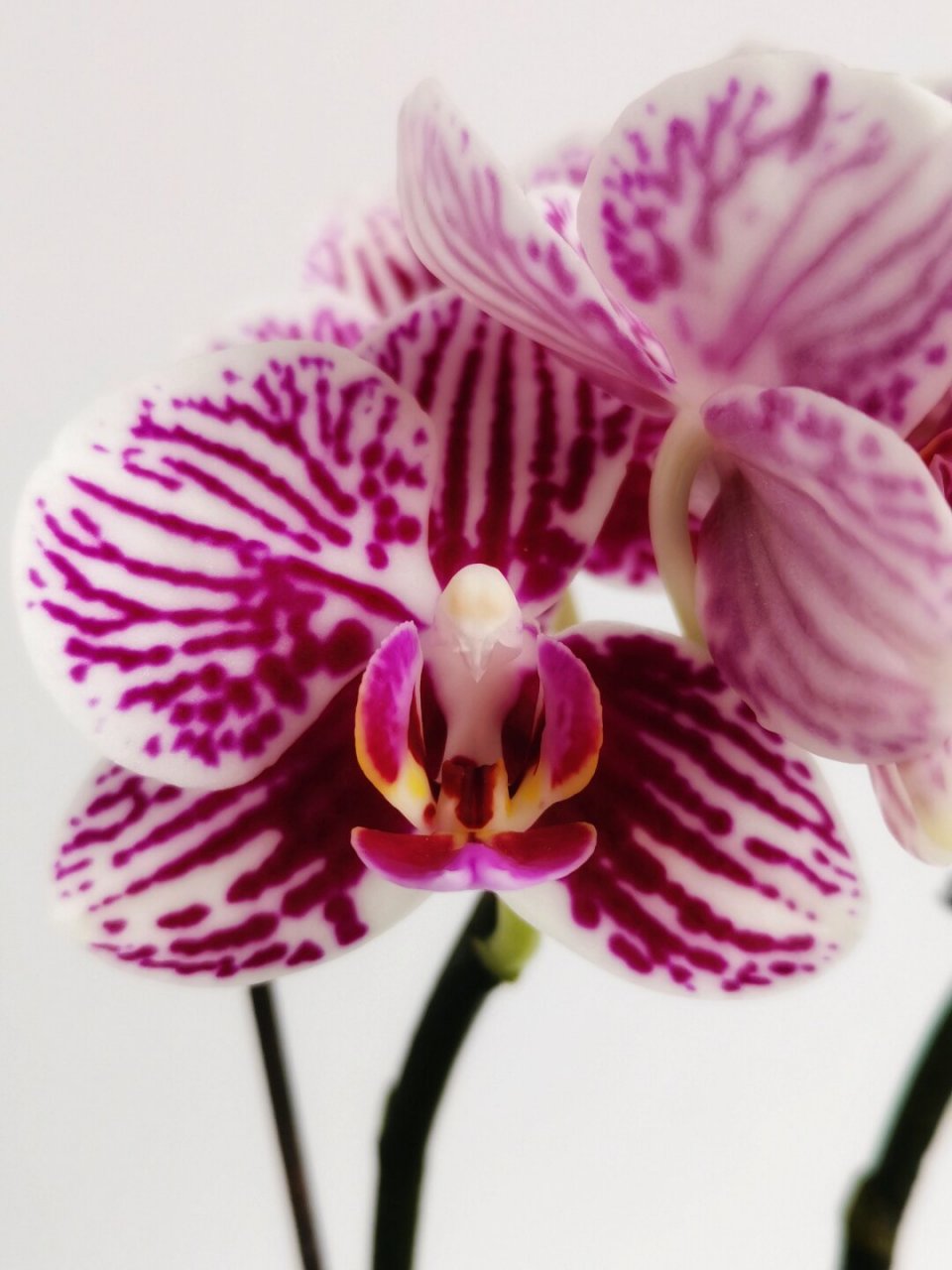 绘画素材:蝴蝶兰  蝴蝶兰,以其优雅的姿态和绚丽的色彩,一直以来都是