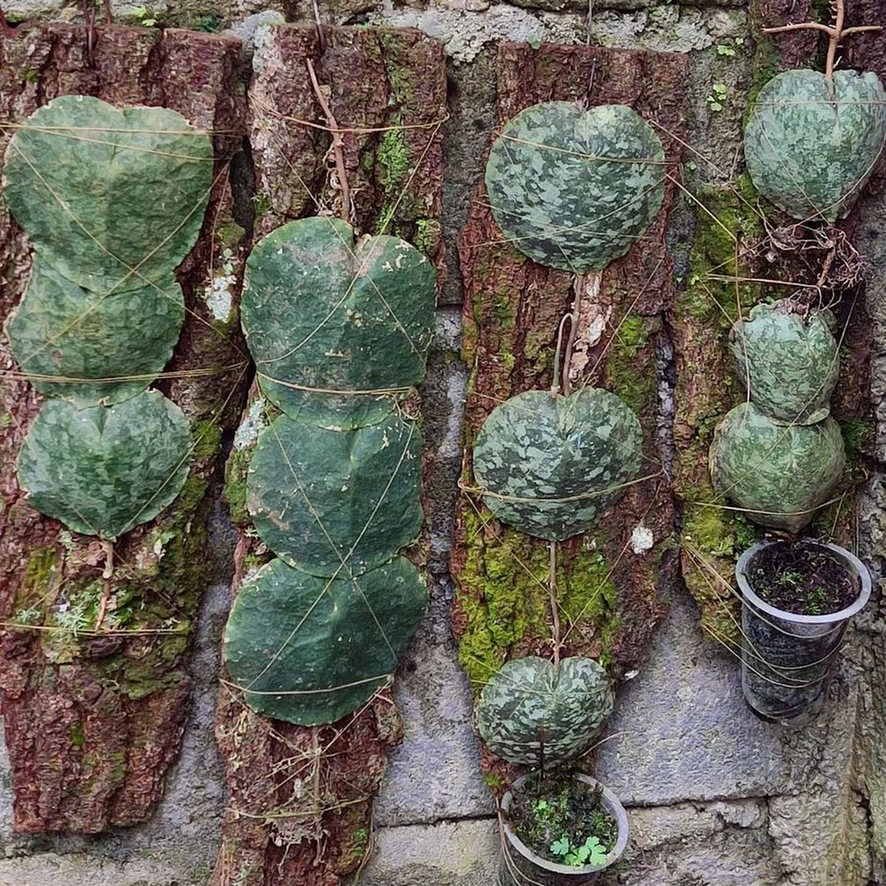 奇特的植物!