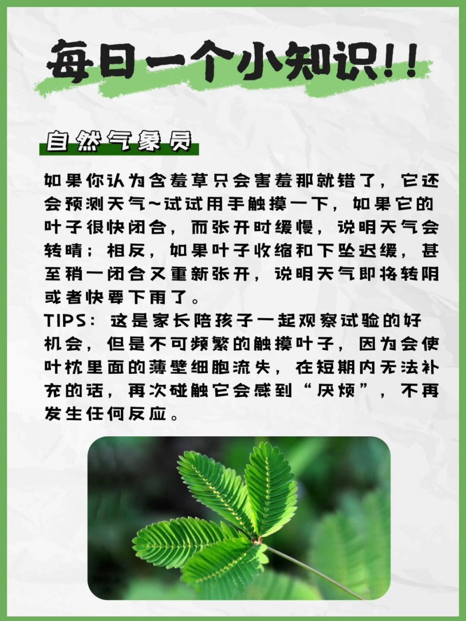 含羞草的样子特点图片