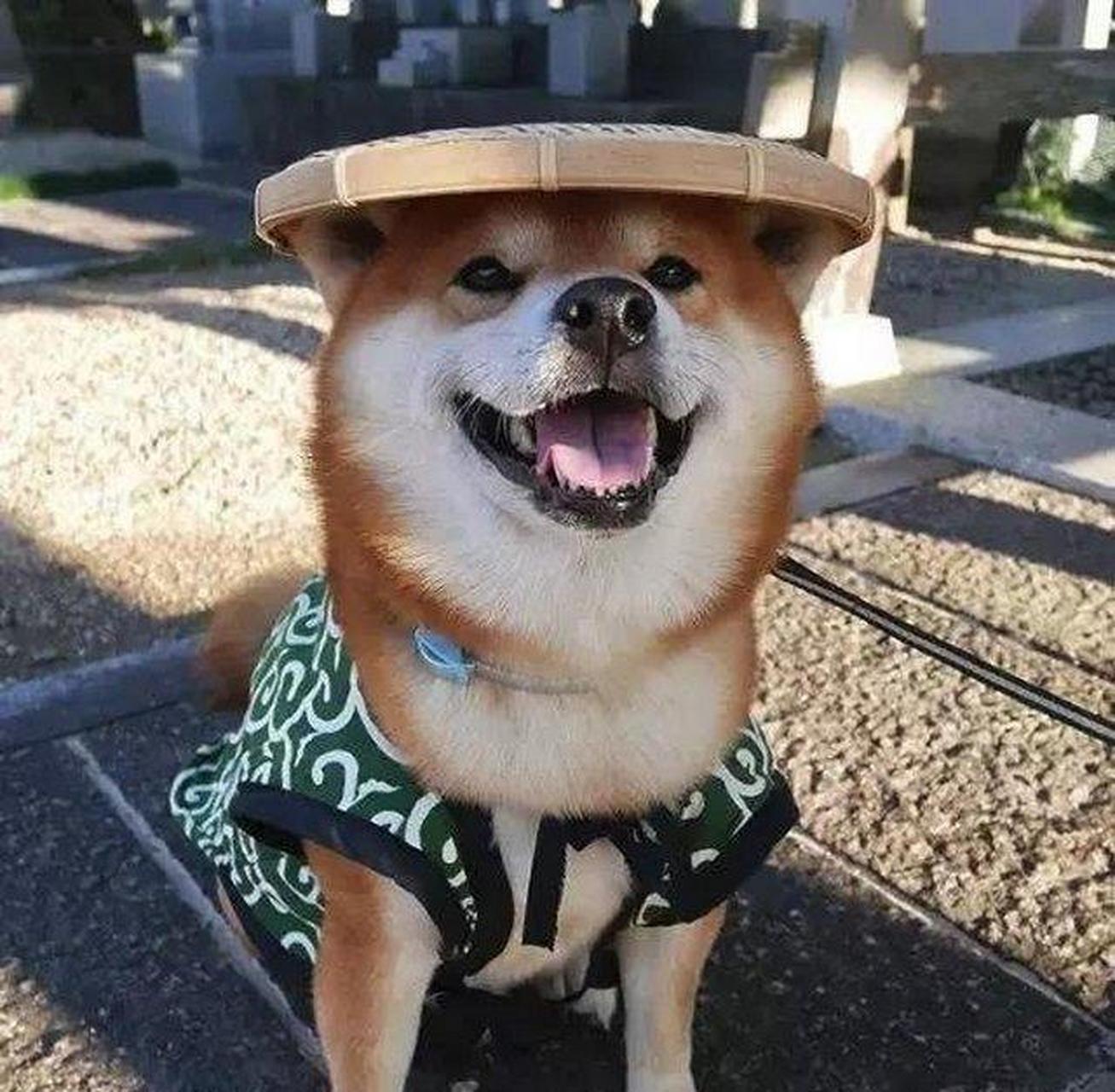 网友:网红柴犬,因笑容太治愈走红网络,当头像不错!