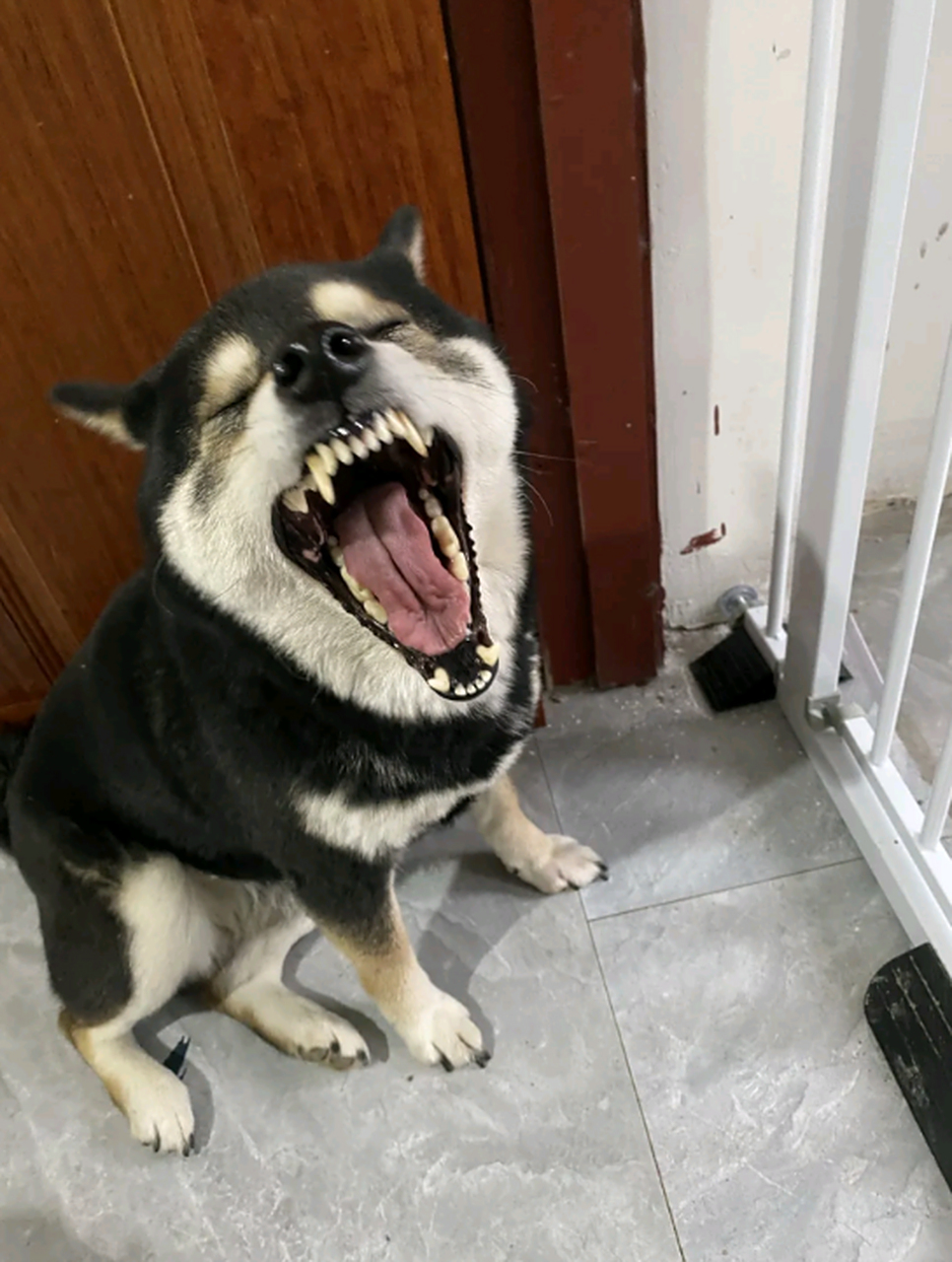 看看我家的恶犬咆哮