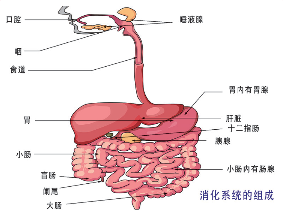 胆汁反流性胃炎是由胆囊中的胆汁的十二指肠与其他肠道液体的混合物