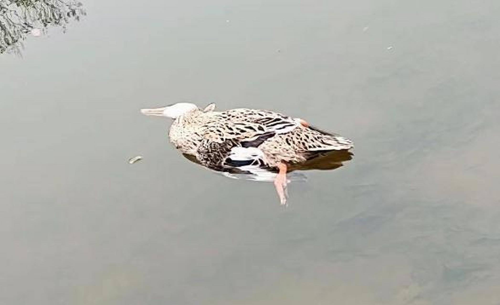 你是旱鸭子你为什么要下水?