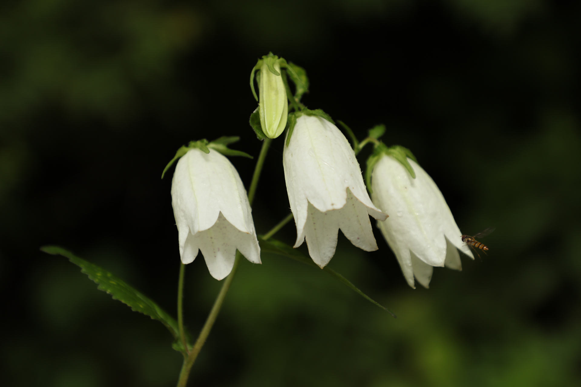 春日赏花季# 紫斑风铃草花.