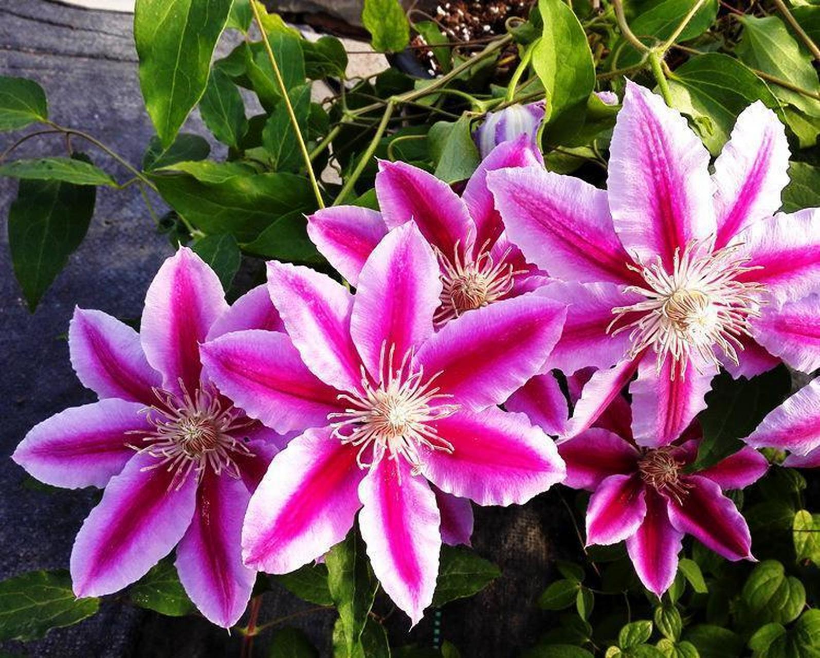 铁线莲经典又名"鲁佩尔博士", 英文名字叫做:"doctorruppel" 之所以