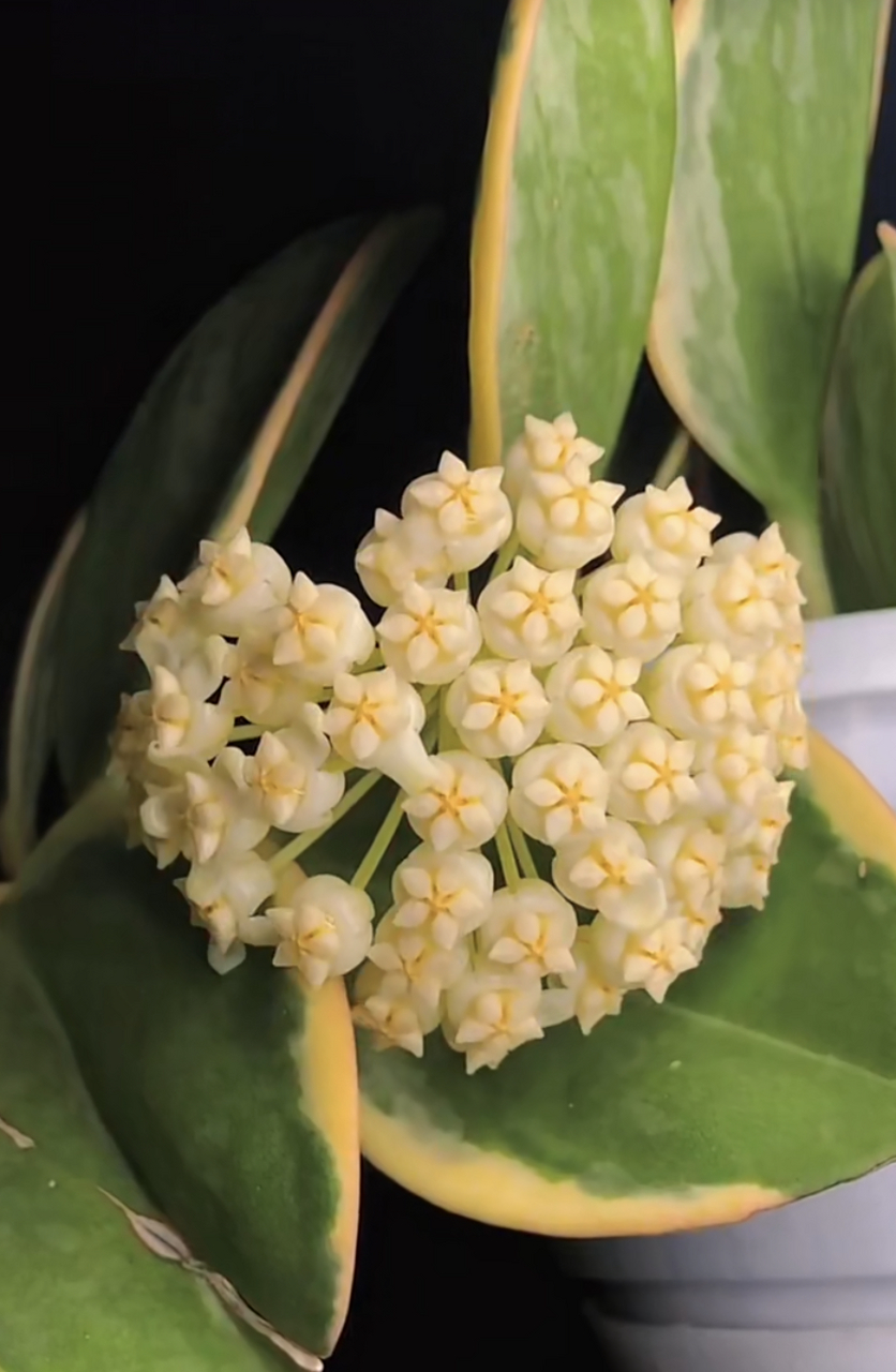 "黄金粗蔓"球兰,粗蔓球兰的变种,带金边叶艺,株型很紧凑,还爱开花