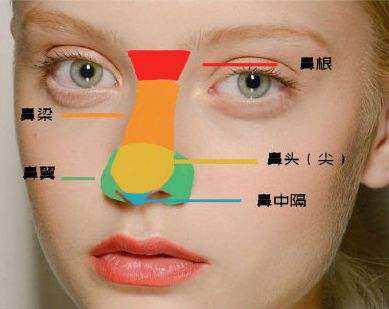 鼻头和鼻尖的位置图片图片