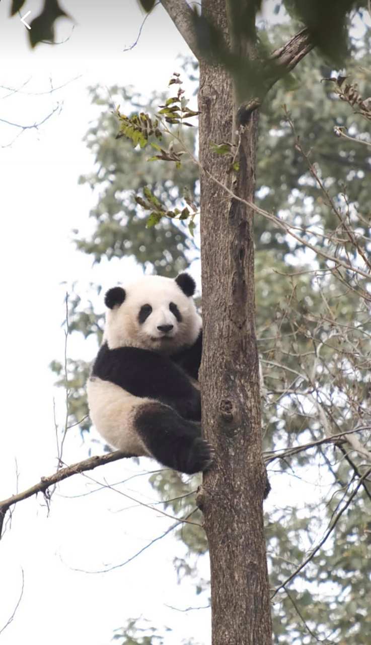 熊猫胖胖胖胖的,爬树厉害#趣图呵呵#[你懂的]