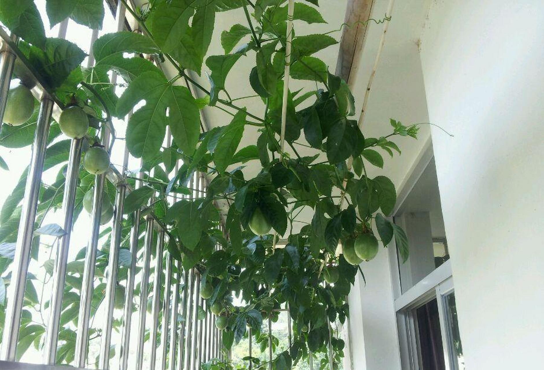 来养棵"百香果"吧,这种植物在阳台上用花盆也能种植,生长速度极快
