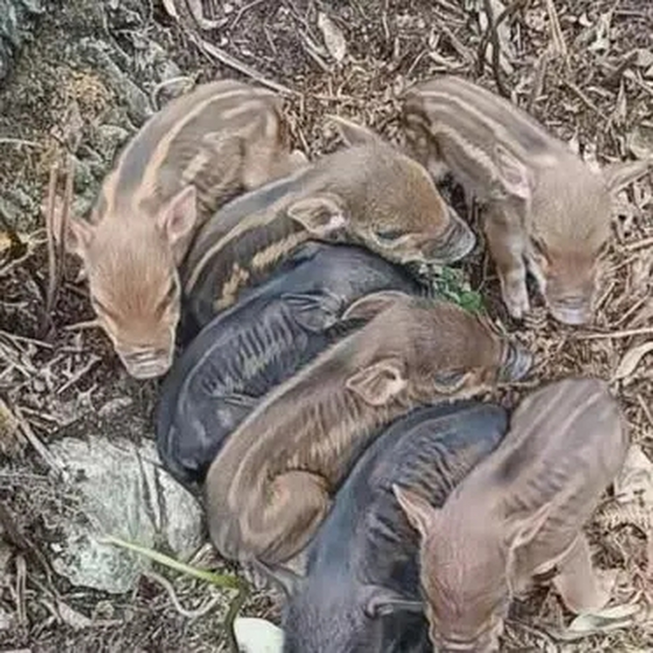 在山上发现了一窝小野猪
