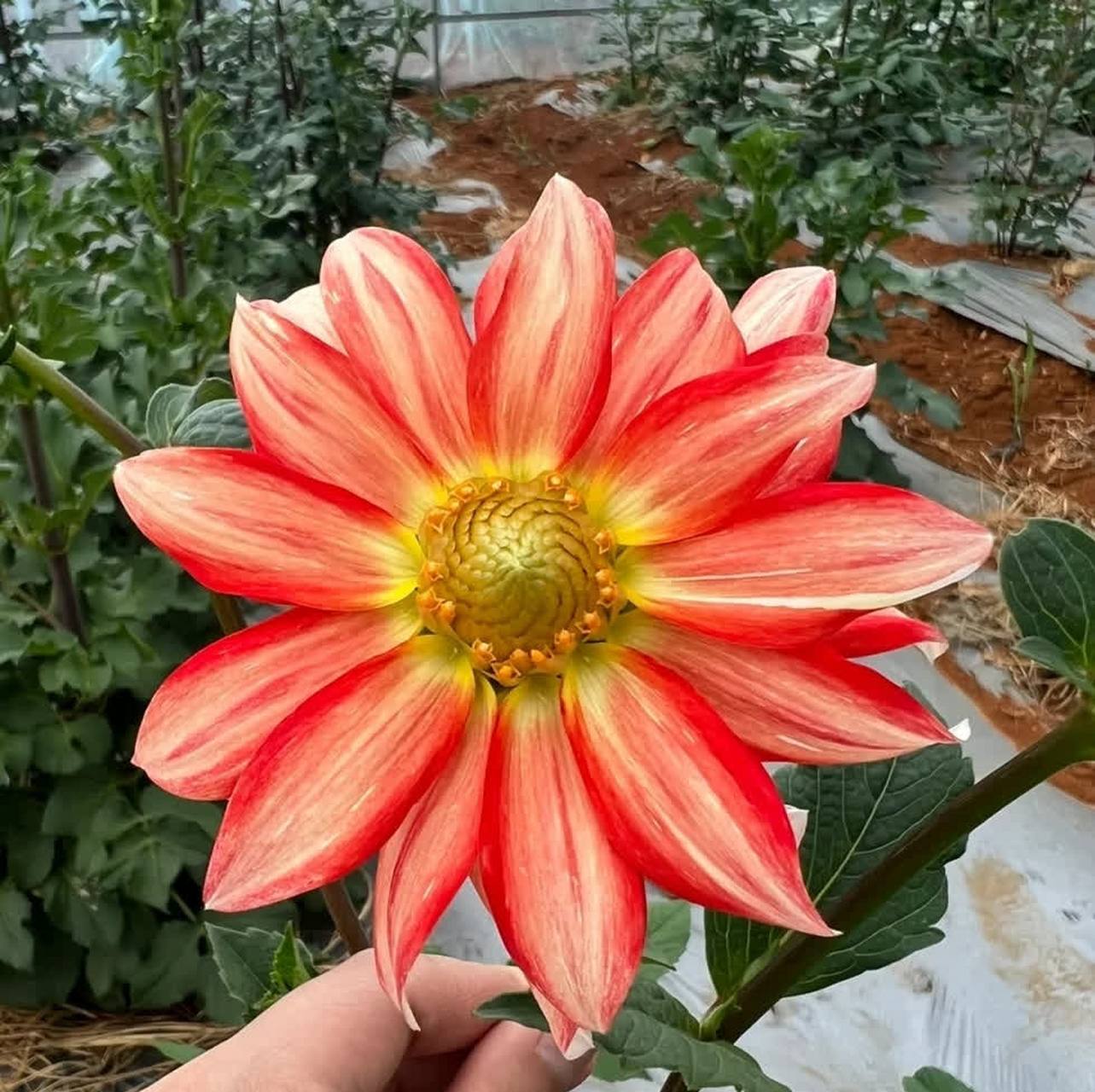 七彩大丽花,绚丽多彩.