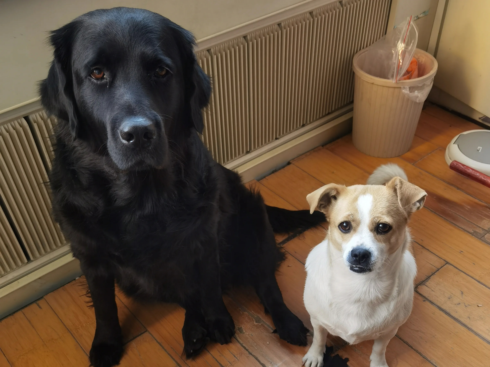 因为婆婆阳了,老公也就被我驱离,去照顾婆婆了.